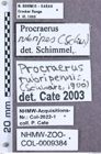Etikett zu Cateanus geminus (Candèze, 1894)